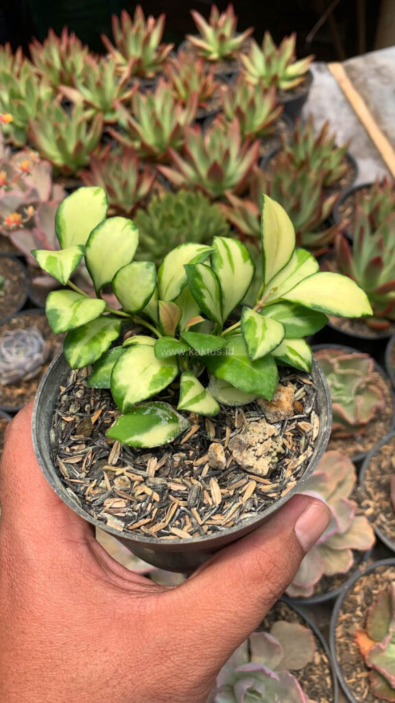 kaktus.id