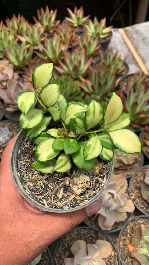Hoya Heuschkeliana Variegated, real gallery image #10 plants. Picture taken directly from kaktus.id community Hoya farmer green houses.