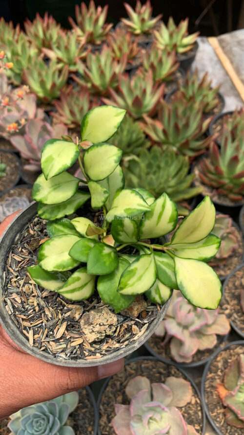 Hoya Heuschkeliana Variegated, real gallery image #4 plants. Picture taken directly from kaktus.id community Hoya farmer green houses.