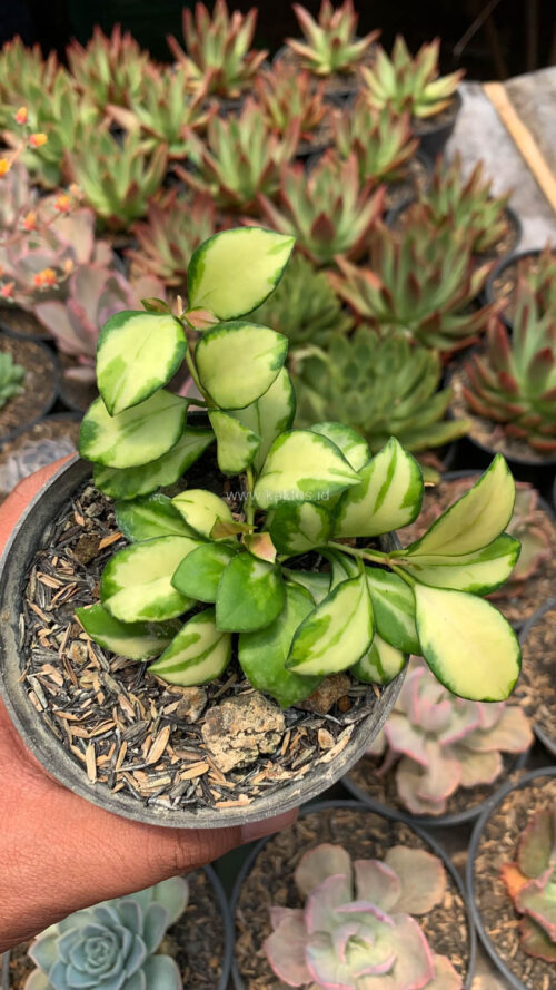 Hoya Heuschkeliana Variegated, real gallery image #3 plants. Picture taken directly from kaktus.id community Hoya farmer green houses.