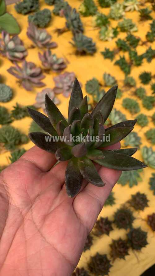 Echeveria Black Knight, real gallery image #7 plants. Picture taken directly from kaktus.id community Echeveria farmer green houses.
