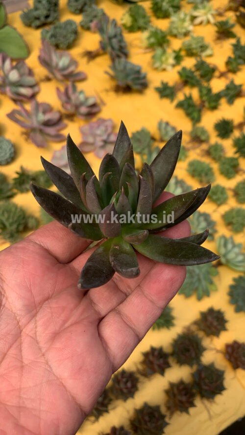 Echeveria Black Knight, real gallery image #6 plants. Picture taken directly from kaktus.id community Echeveria farmer green houses.