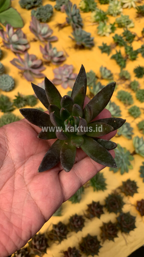 kaktus.id