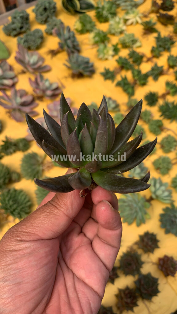 kaktus.id