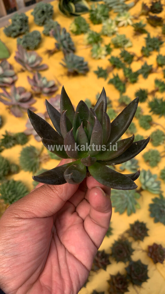 kaktus.id