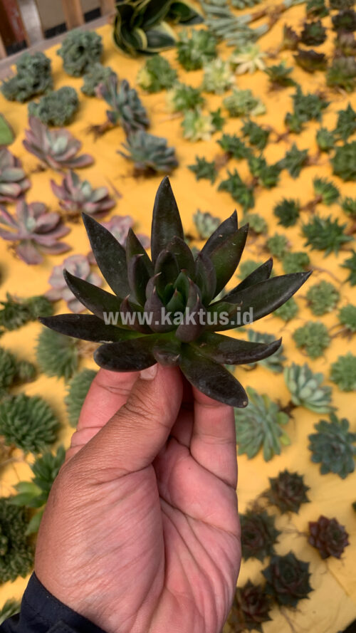Echeveria Black Knight, real gallery image #2 plants. Picture taken directly from kaktus.id community Echeveria farmer green houses.