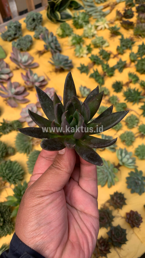Echeveria Black Knight, real gallery image #1 plants. Picture taken directly from kaktus.id community Echeveria farmer green houses.