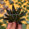 Echeveria Black Knight, real feature image plant. Picture taken directly from kaktus.id community Echeveria farmer green houses.