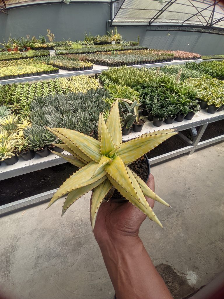 kaktus.id