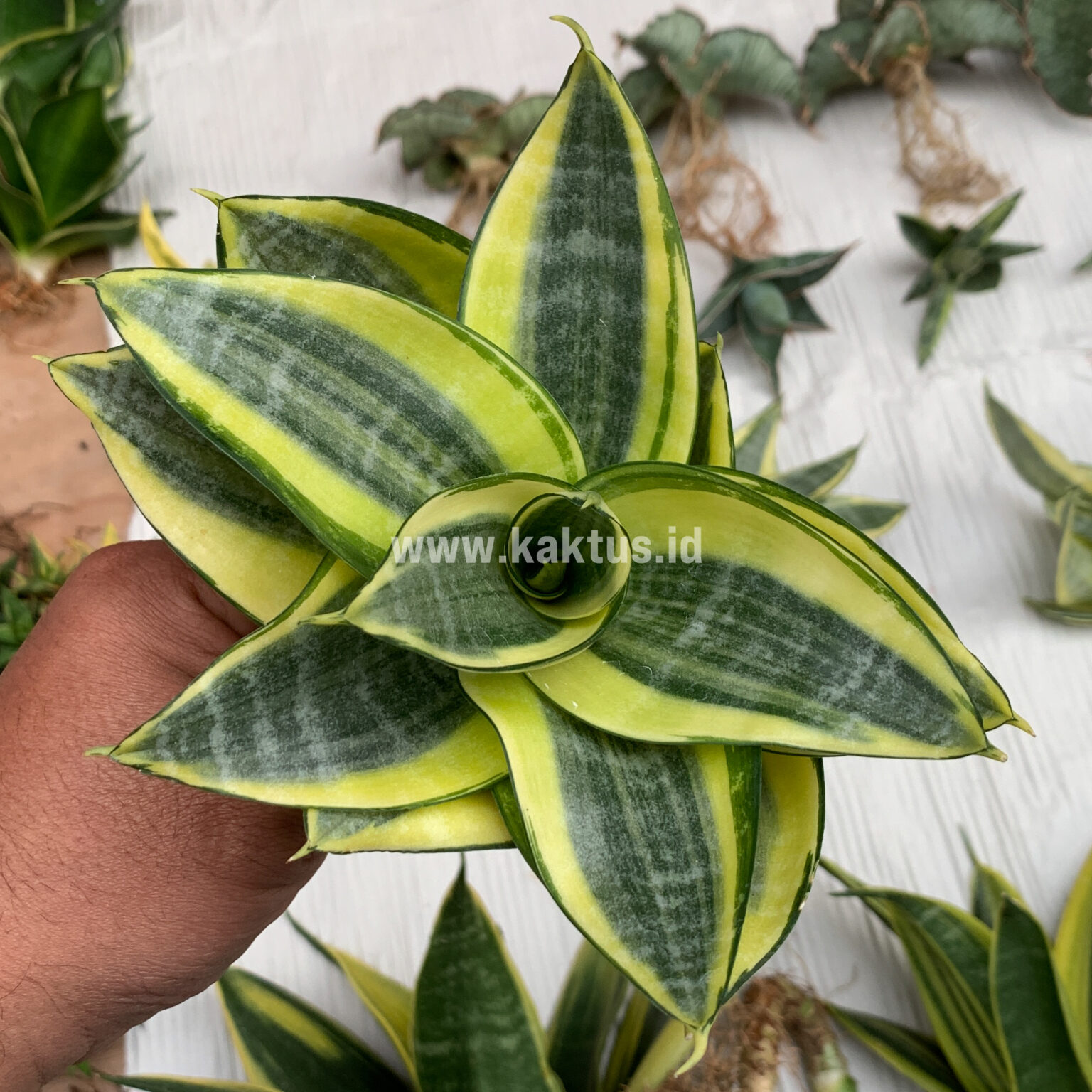 Sansevieria Golden White Hahii Mutation, real feature image plant. Picture taken directly from kaktus.id community Sansevieria farmer green houses.