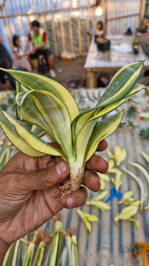 Sansevieria Golden White Hahii Mutation, real gallery image #3 plants. Picture taken directly from kaktus.id community Sansevieria farmer green houses.