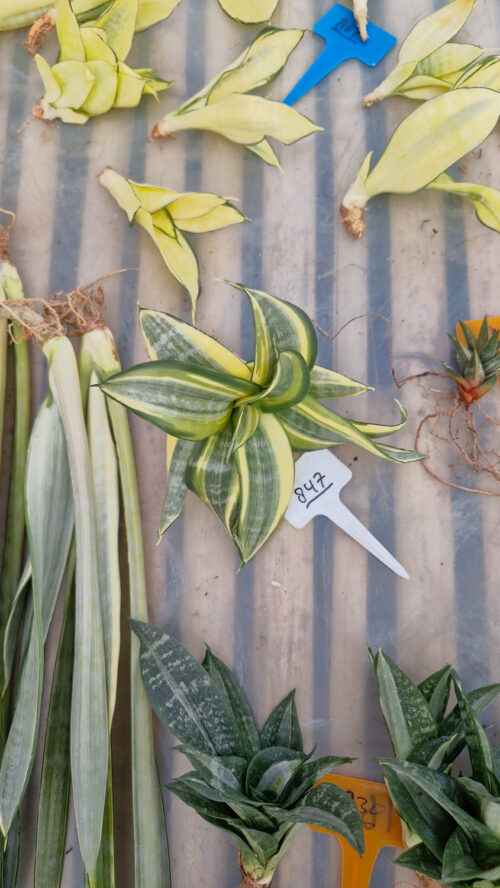 Sansevieria Golden White Hahii Mutation, real gallery image #6 plants. Picture taken directly from kaktus.id community Sansevieria farmer green houses.