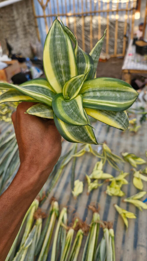 Sansevieria Golden White Hahii Mutation, real gallery image #1 plants. Picture taken directly from kaktus.id community Sansevieria farmer green houses.
