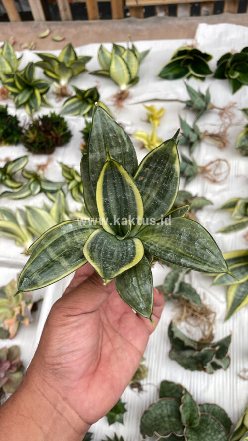 Sansevieria Silver Cross Mutation, real gallery image #13 plants. Picture taken directly from kaktus.id community Sansevieria farmer green houses.