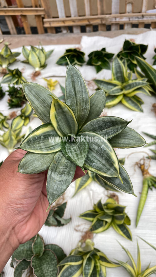 Sansevieria Silver Cross Mutation, real gallery image #12 plants. Picture taken directly from kaktus.id community Sansevieria farmer green houses.