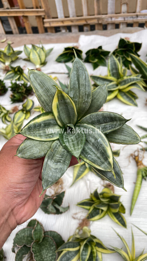 Sansevieria Silver Cross Mutation, real gallery image #11 plants. Picture taken directly from kaktus.id community Sansevieria farmer green houses.