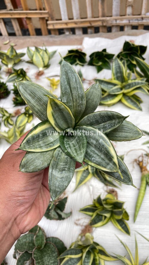 Sansevieria Silver Cross Mutation, real gallery image #10 plants. Picture taken directly from kaktus.id community Sansevieria farmer green houses.