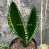 Sansevieria Whitney, real feature image plant. Picture taken directly from kaktus.id community Sansevieria farmer green houses.