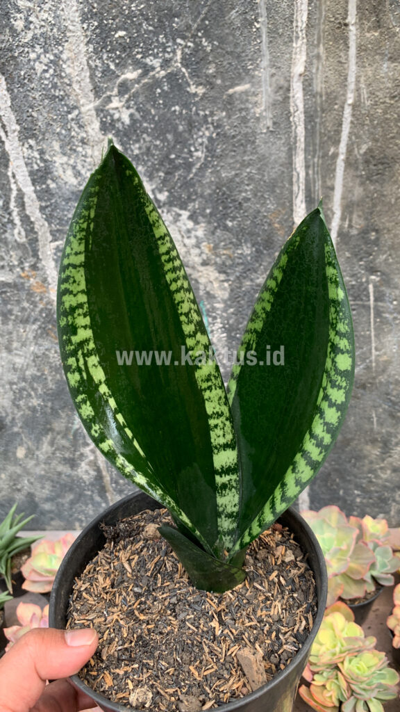 kaktus.id