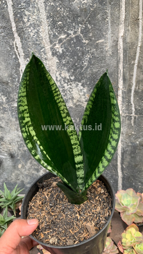 Sansevieria Whitney, real gallery image #8 plants. Picture taken directly from kaktus.id community Sansevieria farmer green houses.