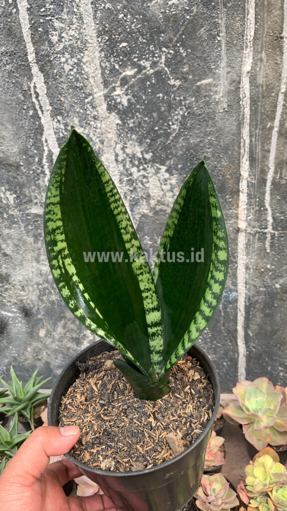 kaktus.id