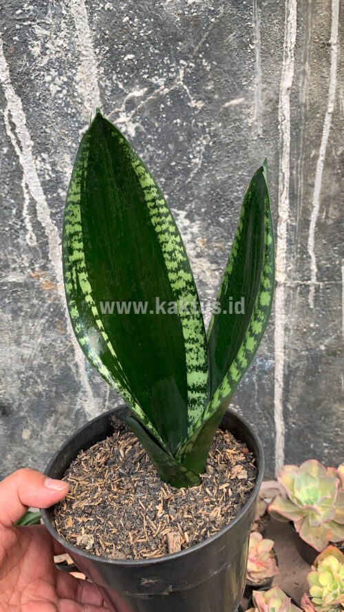 Sansevieria Whitney, real gallery image #6 plants. Picture taken directly from kaktus.id community Sansevieria farmer green houses.
