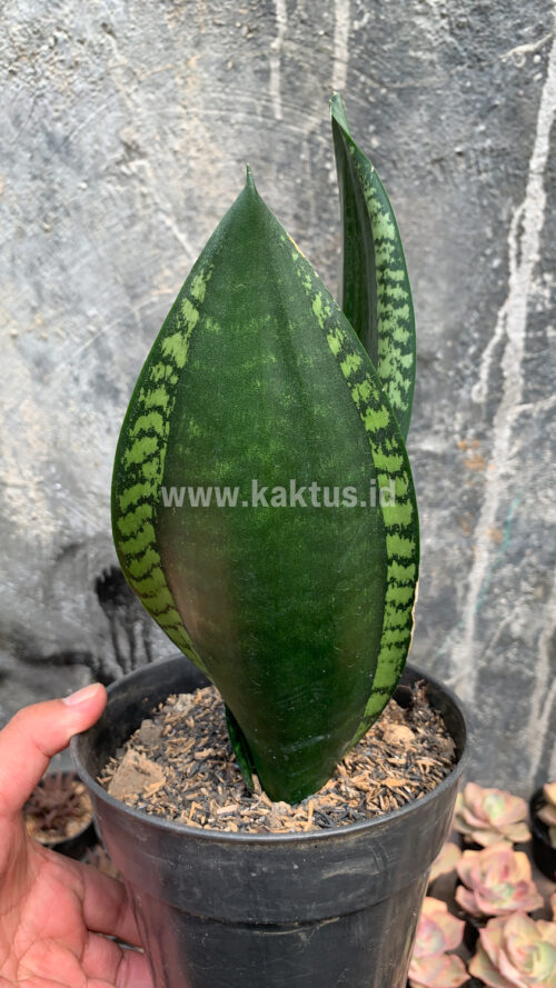 Sansevieria Whitney, real gallery image #5 plants. Picture taken directly from kaktus.id community Sansevieria farmer green houses.
