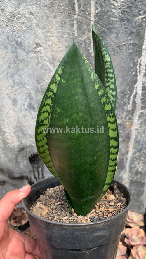 Sansevieria Whitney, real gallery image #4 plants. Picture taken directly from kaktus.id community Sansevieria farmer green houses.