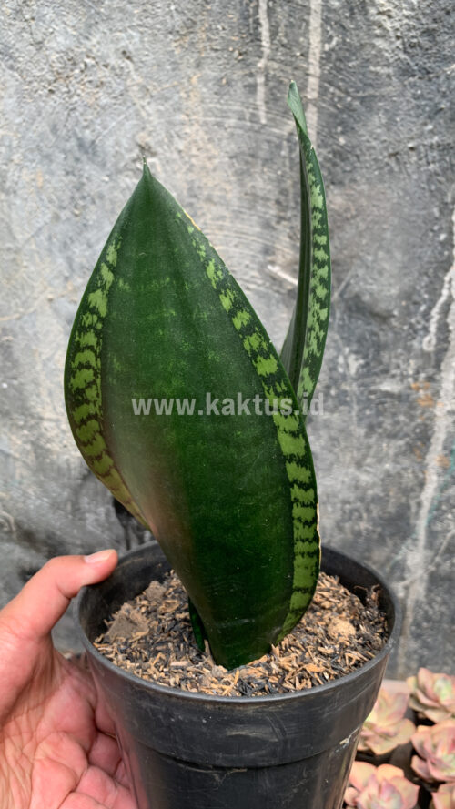 Sansevieria Whitney, real gallery image #3 plants. Picture taken directly from kaktus.id community Sansevieria farmer green houses.