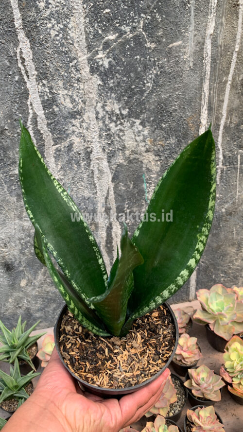 Sansevieria Whitney, real gallery image #2 plants. Picture taken directly from kaktus.id community Sansevieria farmer green houses.