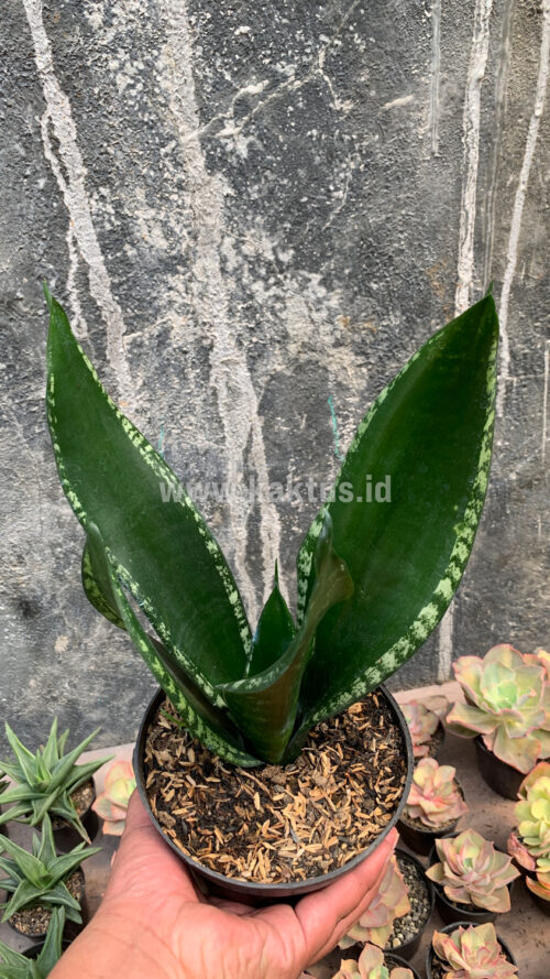 Sansevieria Whitney, real gallery image #1 plants. Picture taken directly from kaktus.id community Sansevieria farmer green houses.