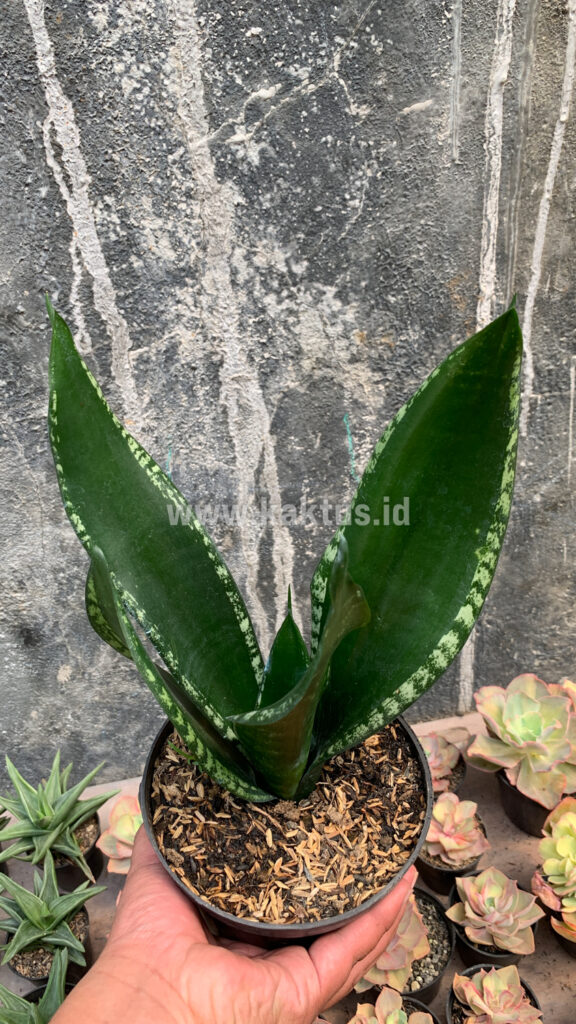 kaktus.id