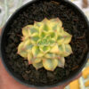 Echeveria Black Prince Aurea Variegated, real feature image plant. Picture taken directly from kaktus.id community Echeveria farmer green houses.