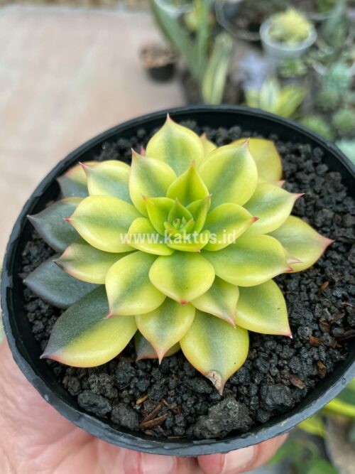 Echeveria Black Prince Aurea Variegated, real gallery image #8 plants. Picture taken directly from kaktus.id community Echeveria farmer green houses.