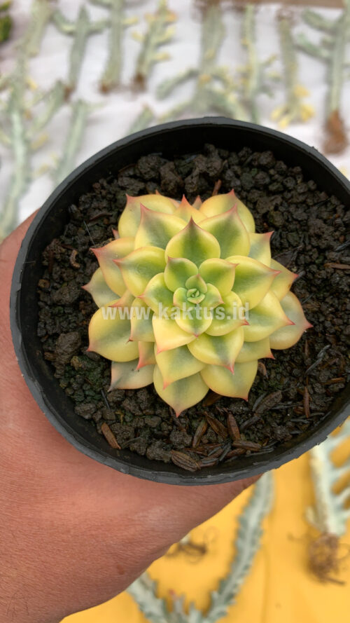 Echeveria Black Prince Aurea Variegated, real gallery image #6 plants. Picture taken directly from kaktus.id community Echeveria farmer green houses.