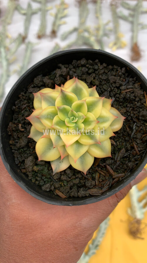 Echeveria Black Prince Aurea Variegated, real gallery image #2 plants. Picture taken directly from kaktus.id community Echeveria farmer green houses.