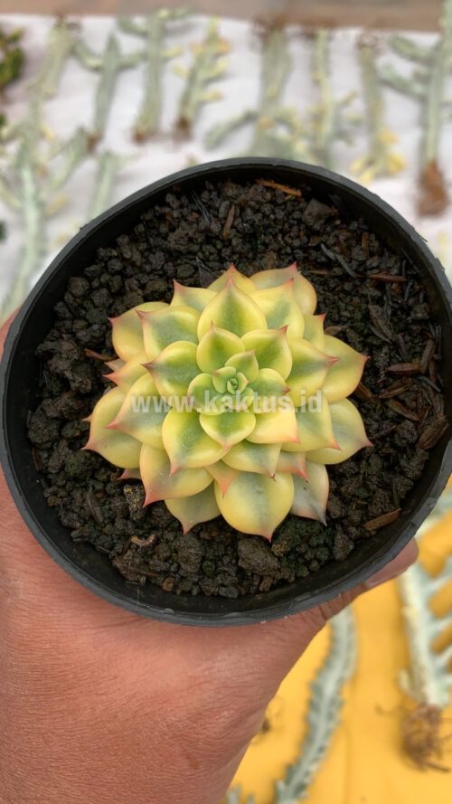 Echeveria Black Prince Aurea Variegated, real gallery image #3 plants. Picture taken directly from kaktus.id community Echeveria farmer green houses.