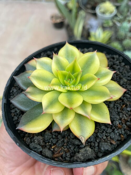 Echeveria Black Prince Aurea Variegated, real gallery image #7 plants. Picture taken directly from kaktus.id community Echeveria farmer green houses.