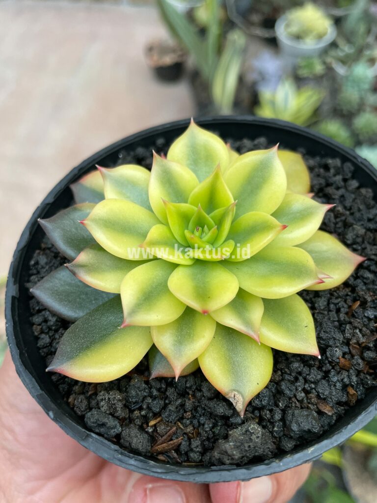 kaktus.id