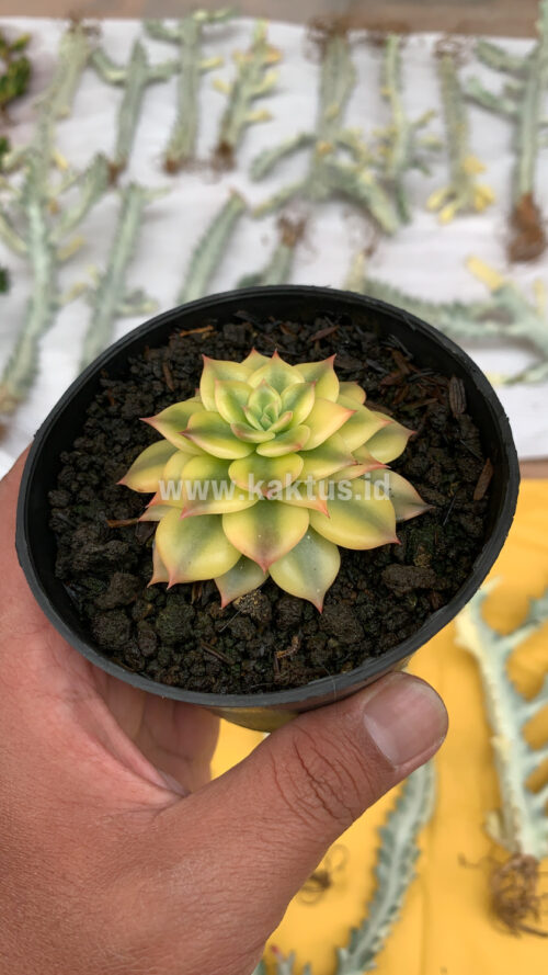 Echeveria Black Prince Aurea Variegated, real gallery image #5 plants. Picture taken directly from kaktus.id community Echeveria farmer green houses.