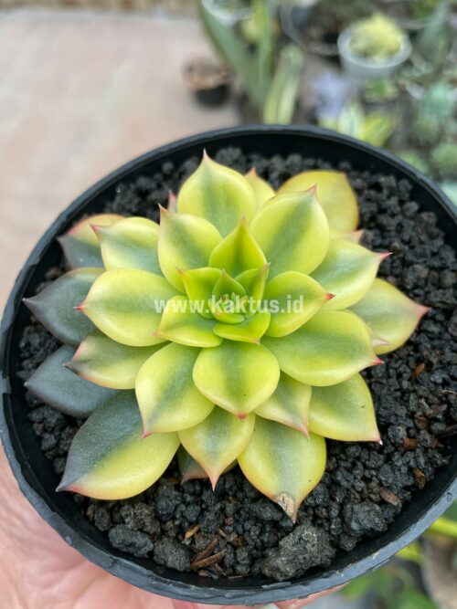 Echeveria Black Prince Aurea Variegated, real gallery image #9 plants. Picture taken directly from kaktus.id community Echeveria farmer green houses.