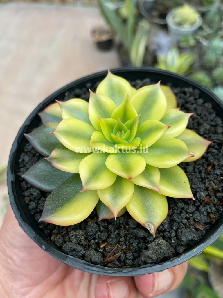 kaktus.id