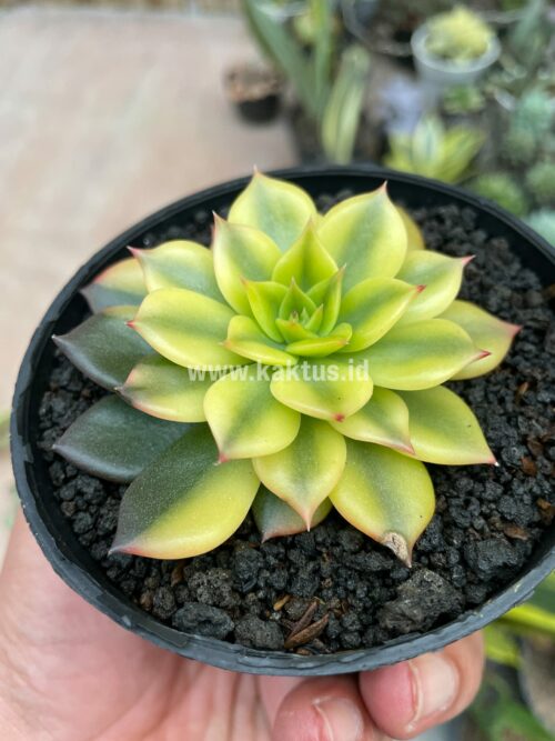 Echeveria Black Prince Aurea Variegated, real gallery image #1 plants. Picture taken directly from kaktus.id community Echeveria farmer green houses.