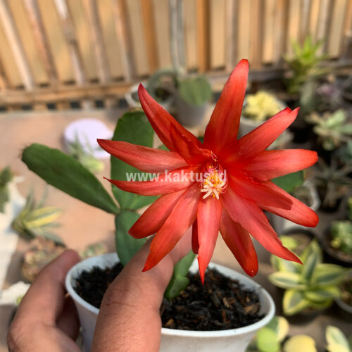 Schlumbergera Gaertneri Red Flowers -  Easter Cactus, real gallery image #3 plants. Picture taken directly from kaktus.id community Schlumbergera farmer green houses.