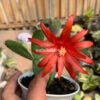 Schlumbergera Gaertneri Red Flowers -  Easter Cactus, real gallery image #2 plants. Picture taken directly from kaktus.id community Schlumbergera farmer green houses.