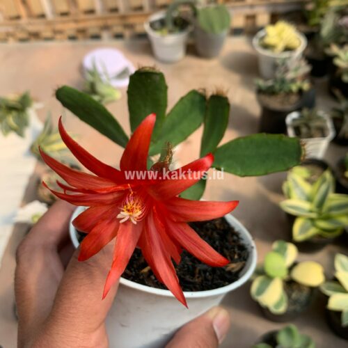 Schlumbergera Gaertneri Red Flowers -  Easter Cactus, real gallery image #4 plants. Picture taken directly from kaktus.id community Schlumbergera farmer green houses.