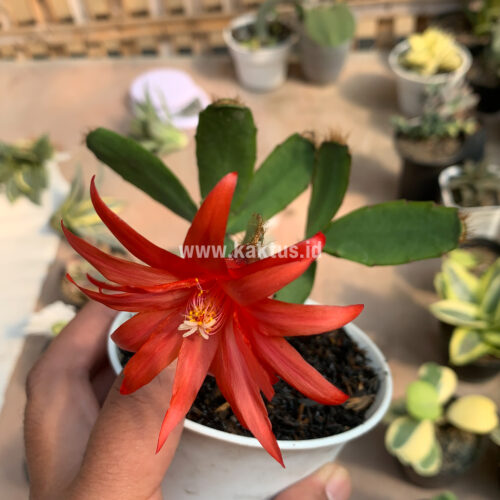 Schlumbergera Gaertneri Red Flowers -  Easter Cactus, real gallery image #5 plants. Picture taken directly from kaktus.id community Schlumbergera farmer green houses.