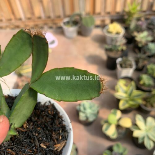 Schlumbergera Gaertneri Red Flowers -  Easter Cactus, real gallery image #6 plants. Picture taken directly from kaktus.id community Schlumbergera farmer green houses.