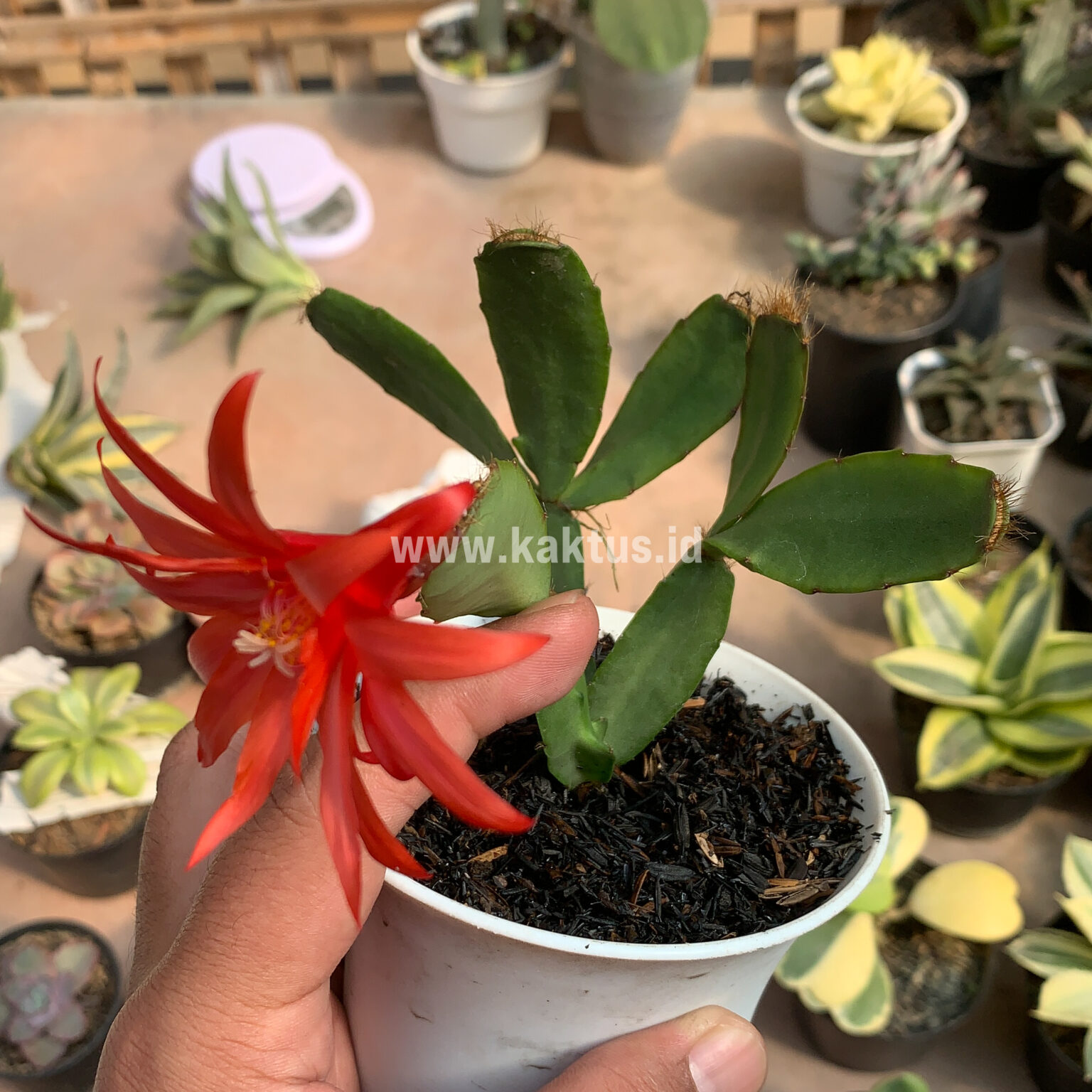 Schlumbergera Gaertneri Red Flowers -  Easter Cactus, real gallery image #1 plants. Picture taken directly from kaktus.id community Schlumbergera farmer green houses.