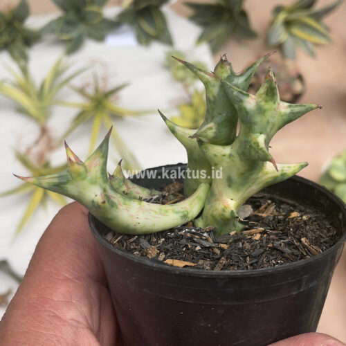 Huernia Hesperidum Variegated, real gallery image #1 plants. Picture taken directly from kaktus.id community Huernia farmer green houses.